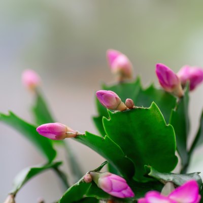 Pink Schlumbergera, Christmas cactus or Thanksgiving cactus on white background. Close up. Copy space.