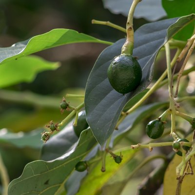 Avocado trees bloom from January through April on plants that are as young as a year old up to 13 (or more) years old.