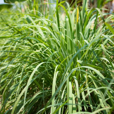 Lemongrass or Lapine or Lemon grass or West Indian or Cymbopogon citratus were planted on the ground