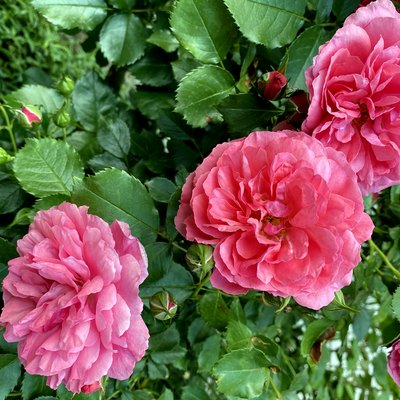 pink flower blooming in roses garden on green background