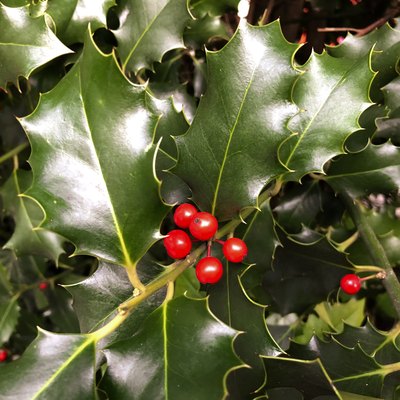 Holly plant and red fruits.