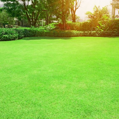 Fresh green Burmuda grass smooth lawn with shrubs, trees in background of home garden under morning sun.