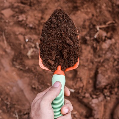 Small shovel with soil sample.