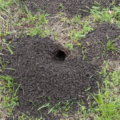 Mole hole; pile of soil dug by a mole.