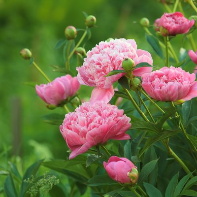 Close-up of pink peonies in open field