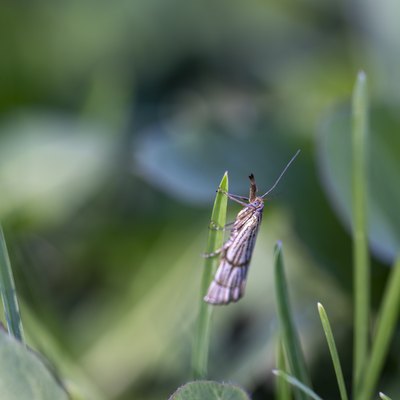 Moth on blade of grass. Closeup. Macro photo.