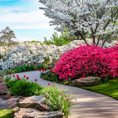 Curved path through banks of azaleas under blue sky and dogwood trees with tulips.