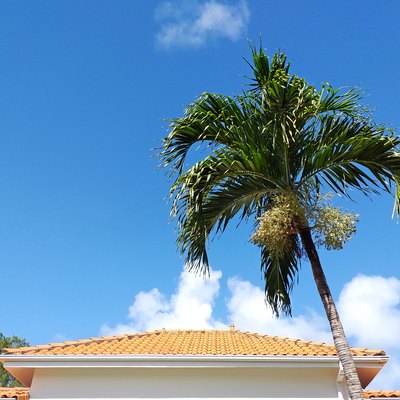 Tiled roof of Caribbean house with palm tree under tropical blue sky. Traditional French West Indies architecture and construction pattern.