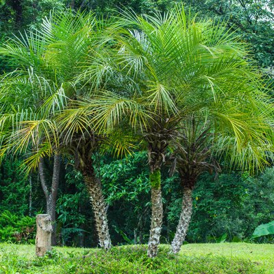 Pygmy Date Palm (Phoenix roebelenii)
