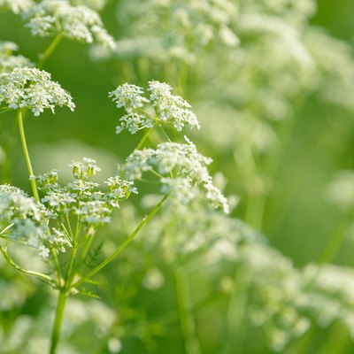 Anise flower field. Food and drinks ingredient.