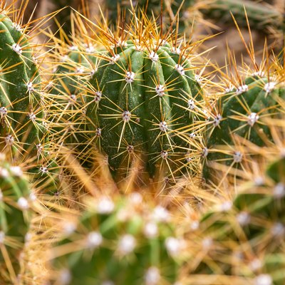 Close up of cactuses in a huge botanical garden, big thorns, nature concept