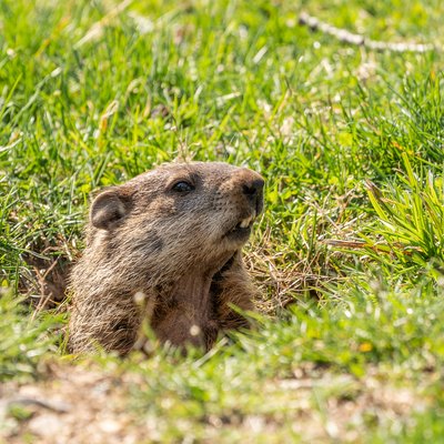 Groundhog emerging from den.