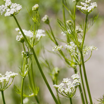 Caraway (Carum carvi)