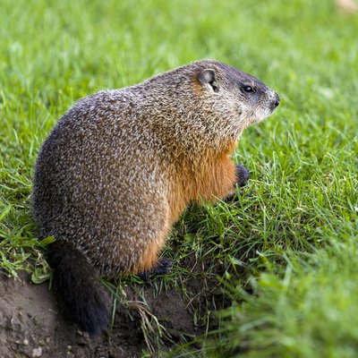 Groundhog Stock Photo. Closeup profile side view foraging for food in the grass and displaying brown fur, tail, paw, ear, eye, nose in its environment and surrounding habitat.