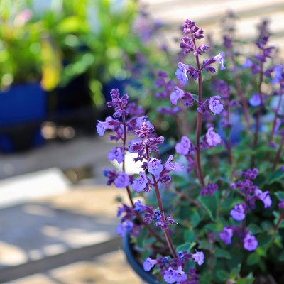 A pot of catmint flowers growing on a deck.