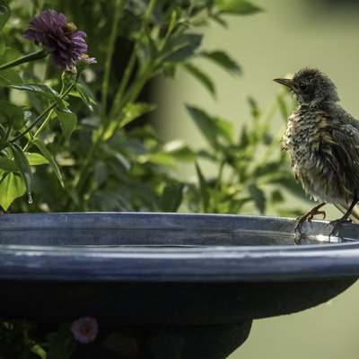 Bird perched on edge of birdbath.