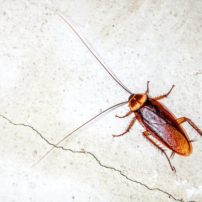 Close up cockroach