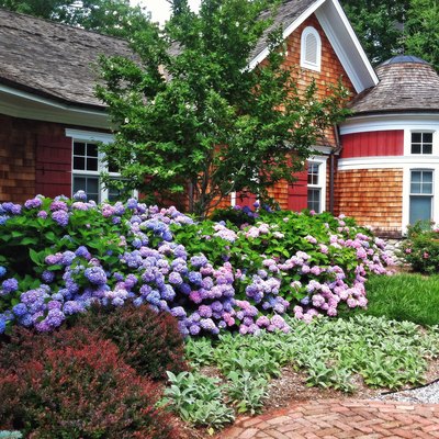 Hydrangea bed in front of country cedar house.
