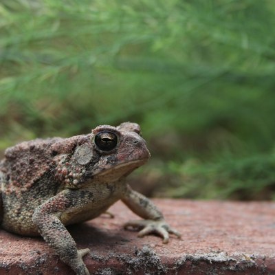 Texas Toad Anaxyrus speciosus in Organic Garden