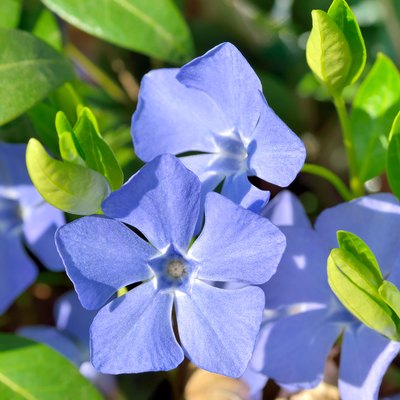 Blue flowers periwinkle among green leaves in the forest