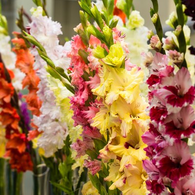 Colorful gladioli in vases.
