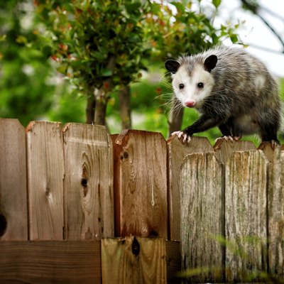 Opossum walking on wood fence.