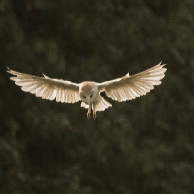 Barn owl bird of prey in flight at sunset or dusk.