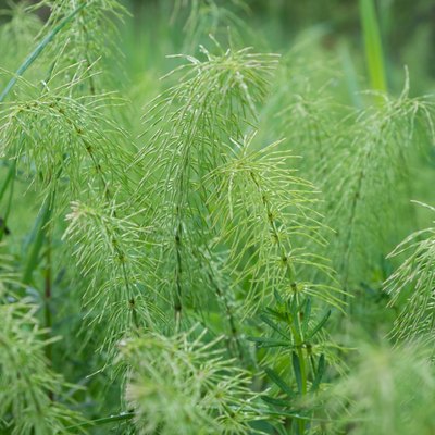 Leaves of a meadow shady horsetail (Equisetum pratense) as Nature background. Medicinal plant.