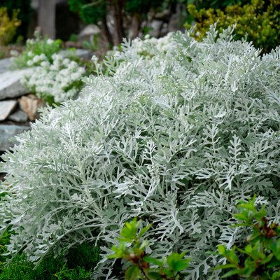 Dusty miller silver ragword plant - silver foliage.plan bush in a cottage garden