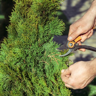 Pruning thuja branches.