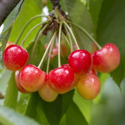 Fruit hanging on a branch of a cherry tree.