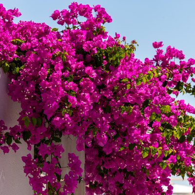 Bougainvillea in flower spilling over a white wall.