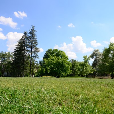 meadow surrounded by trees