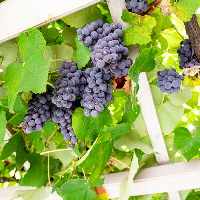 Grape plants with ripe fruits growing on a pergola in a garden.