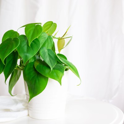 heart leaf Philodendron house plant