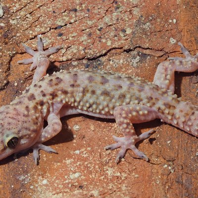 Focus Stacked Closeup Image of a Mediterranean Gecko on the Wall of a House in North Florida