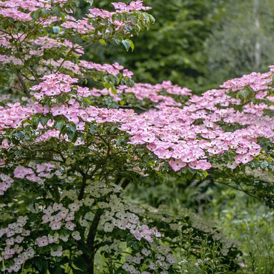 Beautiful pink summer flowers of Cornus kousa 'Miss Satomi' Dogwood tree