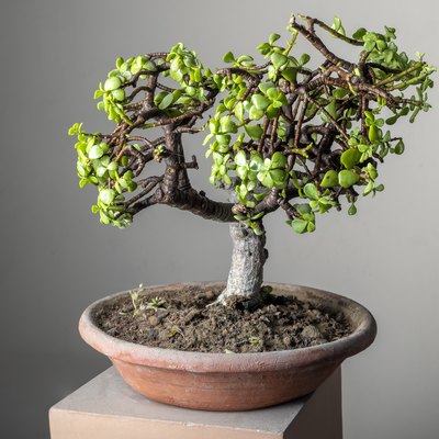 bonsai jade plant in a clay pot