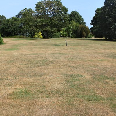 Dead grass on brown lawn, drought, hot dry summer weather
