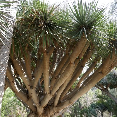 Pachypodium palm trees