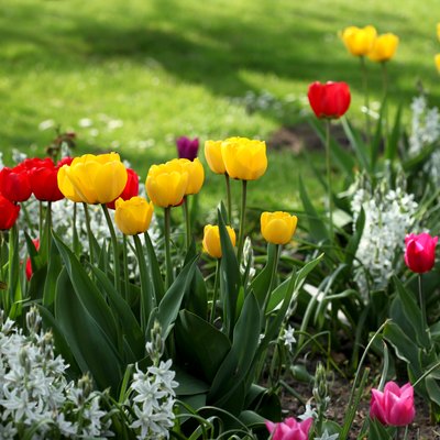 Colorful tulips in flowerbed.