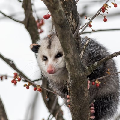 Opossum in bare tree with ornamental berries in winter.