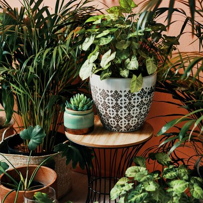 Give your home a good dose of greenery