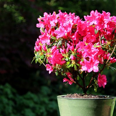 Azalea (rhododendron) with red / pink flower in plant pot image