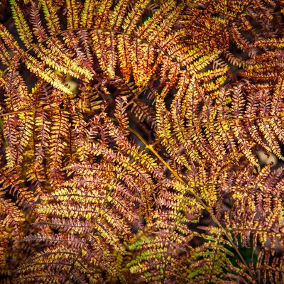 Red fern of Hoge Kempen National Park