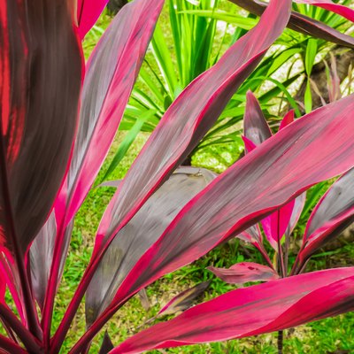 Leaf or plant Cordyline fruticosa leaves pink colorful vivid tropical nature background. Mobile photo