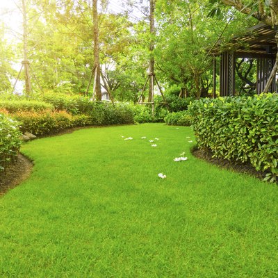 Smooth green lawn.