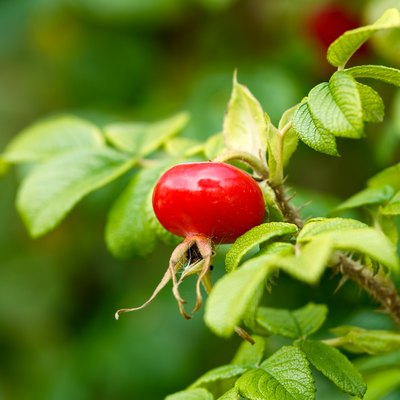 Dog rose red ripe hips fruits Rosa canina. Wild rosehips in nature