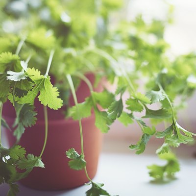Cilantro plant growing in a pot by a bright window.