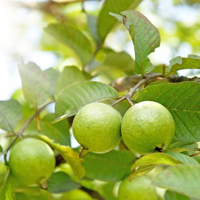 Bunch of guava fruits in a tree with sunshine